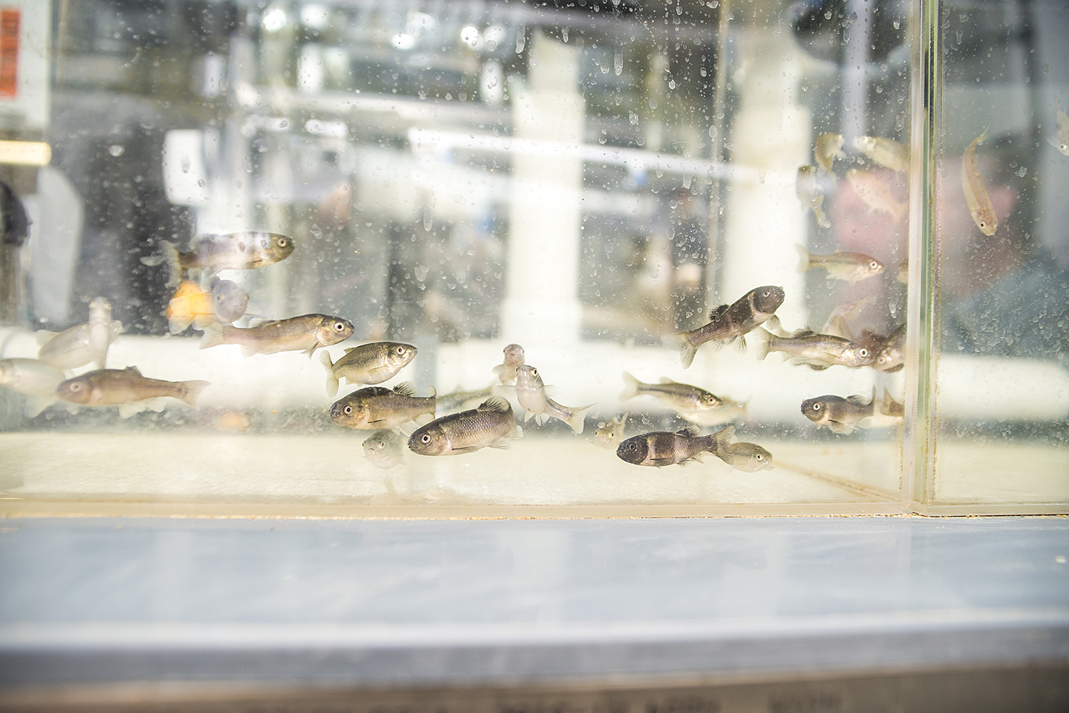 SIU Center for Fisheries, Aquaculture, and Aquatic Sciences