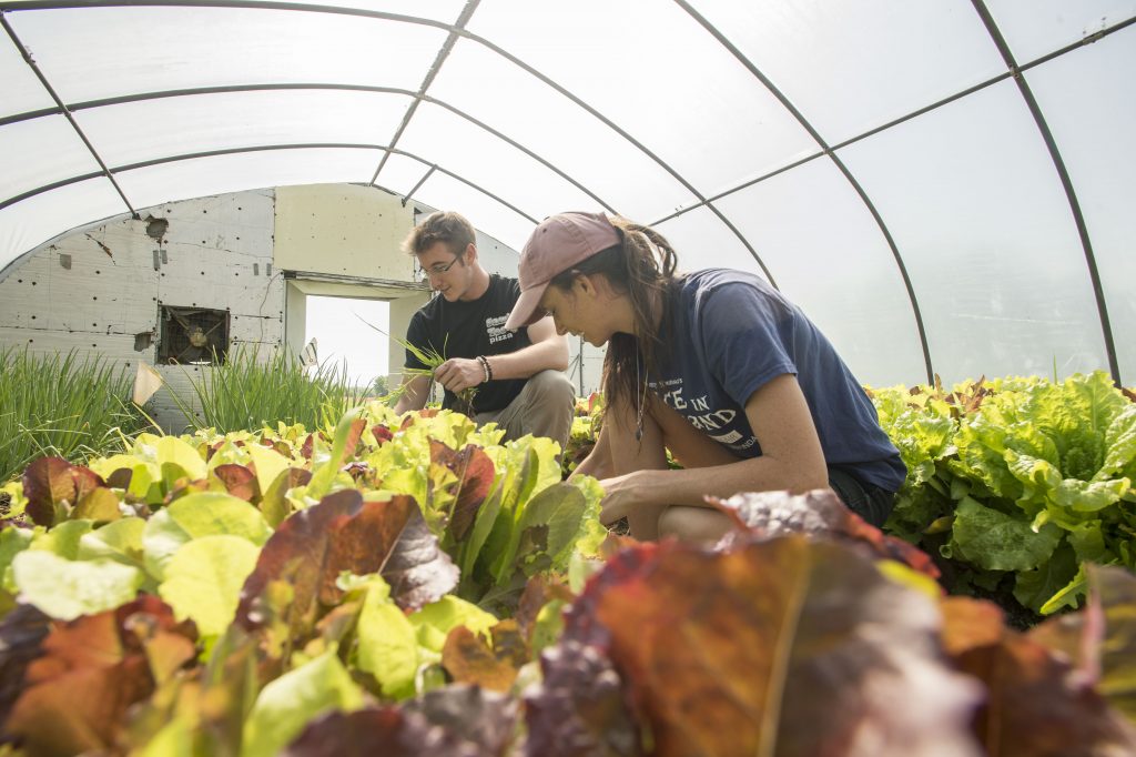 SIU College of Agricultural Sciences Greenhouse